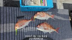 8월13일 참돔 피딩출조 굿조황 사진