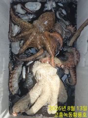 13일 문어 다녀왔습니다 마릿수 좋네요 사진