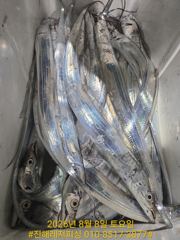 [진해] 내만칼치ㅡ 바글바글. 물반,칼치반(금 /토 /일 예약가능) 사진
