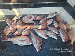 군산에프원호 토요일 (내일) 참돔타이라바 출항합니다.예약해주세요. 사진