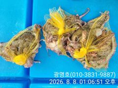 삼천포광명호2, (8/16.17)일,월요일 출조 확정 돌문어낚시 출조하실 조사님 예약 받습니다.여유자리 있습니다..... 사진