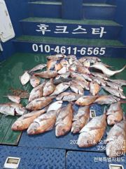 ★★후크스타호★14(금) 참돔 조황★ 사진