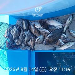 삼천포 내만권 감성돔 사진