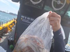 내만권 조황살아나네요 문어 내일 자리여유 사진