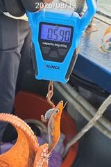 진해 주야간문어 13일 1.37K 1.25K부터 많이 물어주네요 사진