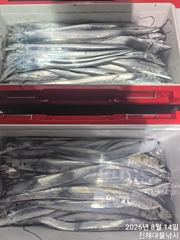 14일새벽,내만칼치~루어,텐빈 잘올라와 엄청잡고 일,월,화욜 예약가능~ 사진