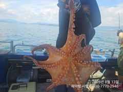 [진해] "돌문어" 어제도 6수 동시힛트!! 500g 전후들 개인12 부… 사진