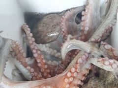 [진해] 돌문어 굵직한손맛 많이 빠지고 제법잡고..  ( 내일예약가능 ) 사진