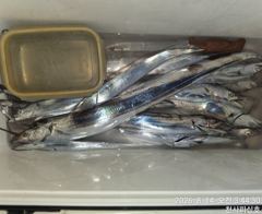 [진해] 8월 14일(금) 갈치 조황 사진