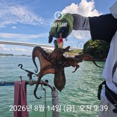 [사천] 문어 장원 22마리! 사진