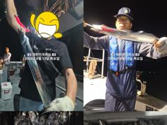 진해내만갈치~ 굵직한 시알~잔시알~ 많타 많아~~일,월,화 예약가능~~ 사진