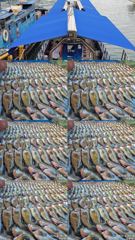 250813 붉바리명가*녹동제니스2호 초초초대박조황 사진