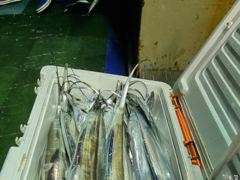 260813 제주7화원호 갈치 조황 사진