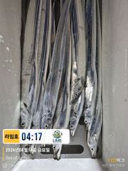 [통영라임호] 8월14일  갈치 입항조황!!!!  스타링크도 있어요 !!! 멀리서도 인터넷 어렵지 않아요  01023004931