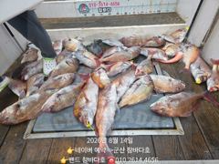 14일 8분 참돔 덩어리입니다. 군산 참바다호 16일 17일 모집