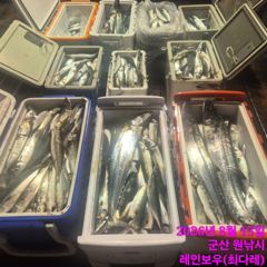 <레인보우호> 야간고등어/삼치~만쿨조황(14일) 사진