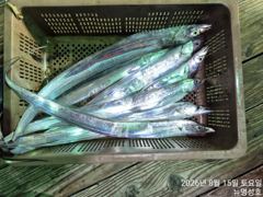 통영뉴명성호))먼바다대갈치줄조황입니다(긴급자리여유010.3569.4607) 사진
