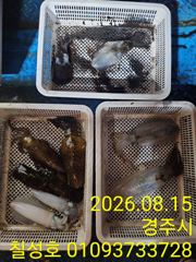 가자~가자~ 무늬오징어 잡어러 가자~ 홈런치러가자~~~ 사진