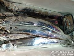 [진해] (갈치)번쩍번쩍 3지4지 특上품 생미끼 덥썩~해신호(17일 예약… 사진