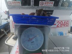 "돌문어" 500g전.후 중치들 전원마릿수 손맛~ (예약가능)  창원사랑호   0   2 사진