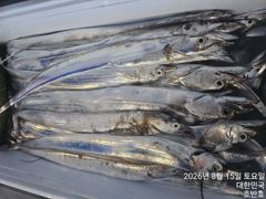 [통영] {통영호반호}15일 철수조황임니다 ~씨알이 아주 좋아요~ 사진