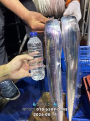 "준내만갈치" 4지 쌍걸이~ 대박 조황~(예약가능합니다) 사진