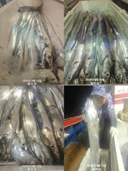 [여수플라워호] 15일 갈치 조황입니다.010-2004-5524