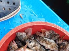 삼천포선상낮볼락 ,쏨뱅이출조합니다. 사진
