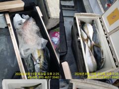 <승리호> 농어,부시리,삼치-메탈,타이라바 마무리 조황(15일)-즐낚하고 입항했습니다.