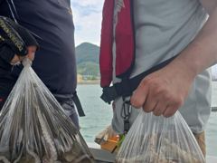 2차산란 돌문어 조황 사진
