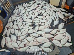 8월15일 대박조황 사진