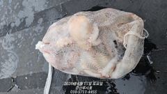 [루시호]8/15 군산문어 뜯어내는 손맛 사진