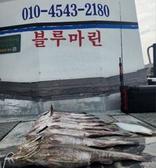 [격포] [격포블루마린호] 8/15 외수질 조황 사진