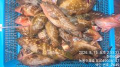 8월15일 붉바리외수질조황 사진