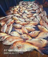 오늘의조황 - 8.15 닉스2호 참돔타이라바 대박조황~~100수~~ - 군산 닉스호,배낚시 및 바다낚시 전문 사진