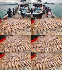 ♥붉바리들..이정도는 잡아봐야지요  초대박 붉바리조황입니다[2026년08월15일 ] ◎ 해마루호가 뜨는이유? 조황때문이죠 ◎ 핵심포인트: 바로진입.. 바로히트.. ▣ 차원이 다른 조황으로 모십니다 ▣ 요즘 붉바리낚시가 대세입니다 사진