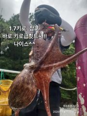 17일(월)대체공휴일 ㆍ여수돌문어자리가능