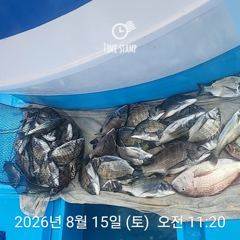 삼천포 내만권 감성돔 사진
