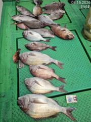 [거제] 참돔 거제인성낚시 사진