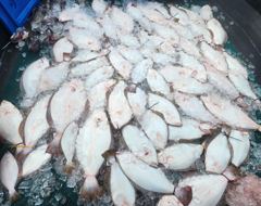 [광어조황] 8.15일 격비 광어다운샷 조황입니다 사진