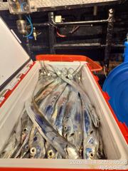 제주스마트호 갈치텐빈조황  사진