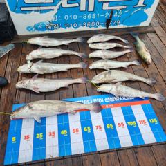 드래곤1,2호 조황 - 08/15 격포 드래곤 1호 민어 농어 참돔 조황입니다~!!! - 격포 남부낚시,배낚시,선상낚시 전문