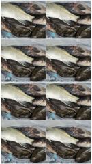 15일 군산 긴오전배 대사리 빠른 물속에서도 다잡아~!! -군산새만금낚시 행복호- 사진