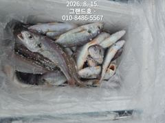 8/8, 군산백조기 쏟아집니다~ 초대박조황~~ "민어,농어,광어~8월 평일, 선비 빅이벤트(선비8만)"~내일도 갑니다~~ 군산 그랜드호 사진