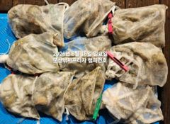  8/15일, 밤에 낚이는 문어-오늘도 갑니다~부쩍 커진 문어 ~굿조황~~"생미끼, 민어,농어,광어 8월 평일~선비 빅이벤트(선비8만)"~~군산 챔피언호 사진