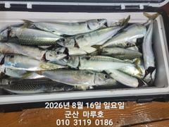 ★★ 8/15 [군산 대일피싱] 마루호 야간 고등어 라이트지깅~! 굿조황!~ 사진