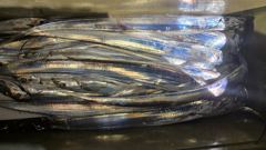 녹동영진투어랜드  사진