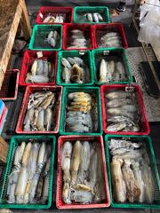 8월 15일 광복절 팁런 출항 사진