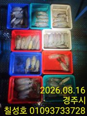 칠성3호 무늬오징어 조황입니다! 사진