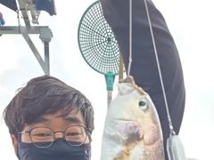 생활낚시조황 - 8/11 백조기 조황 - 무창포 테티스호,배낚시,바다낚시.선상낚시.생활낚시.전문 사진